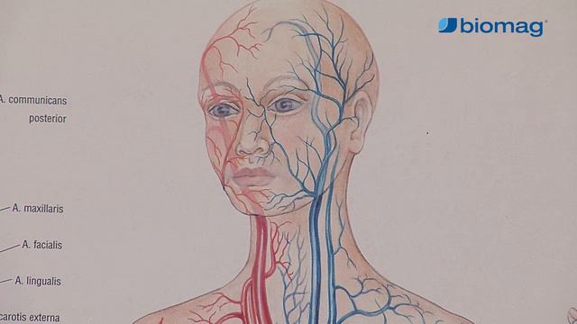 MUDr. Peter Bednarčík, CSc. - The Effects of Biomag 3D Pulse Magnetotherapy on CNS Disease. смотреть онлайн