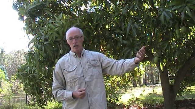 How to grow mangoes смотреть онлайн