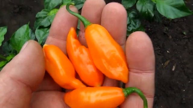 Pickers gills orange - Острый перец смотреть онлайн