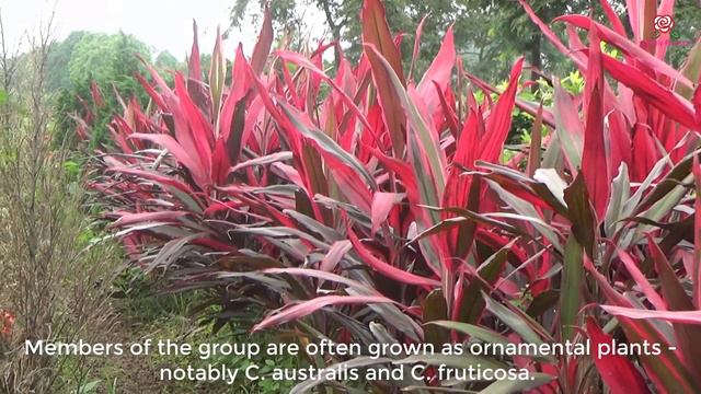 Cordyline - Cordyline frnomosa смотреть онлайн