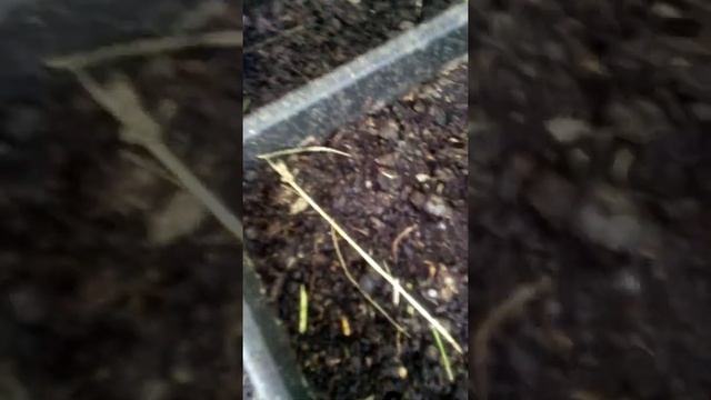 Момордика, посадка