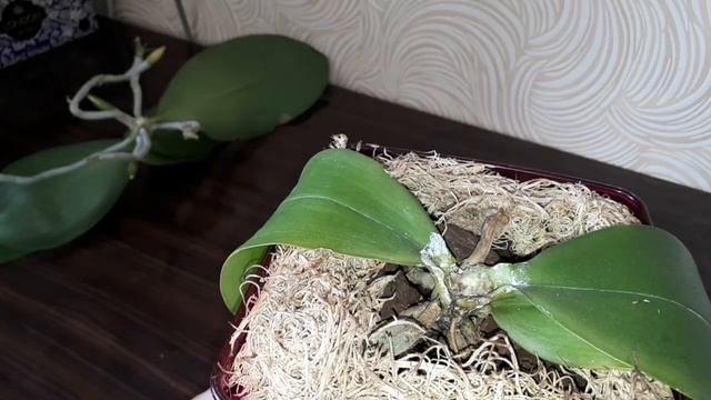 Отсечение макушки у орхидеи/ посадка смотреть онлайн