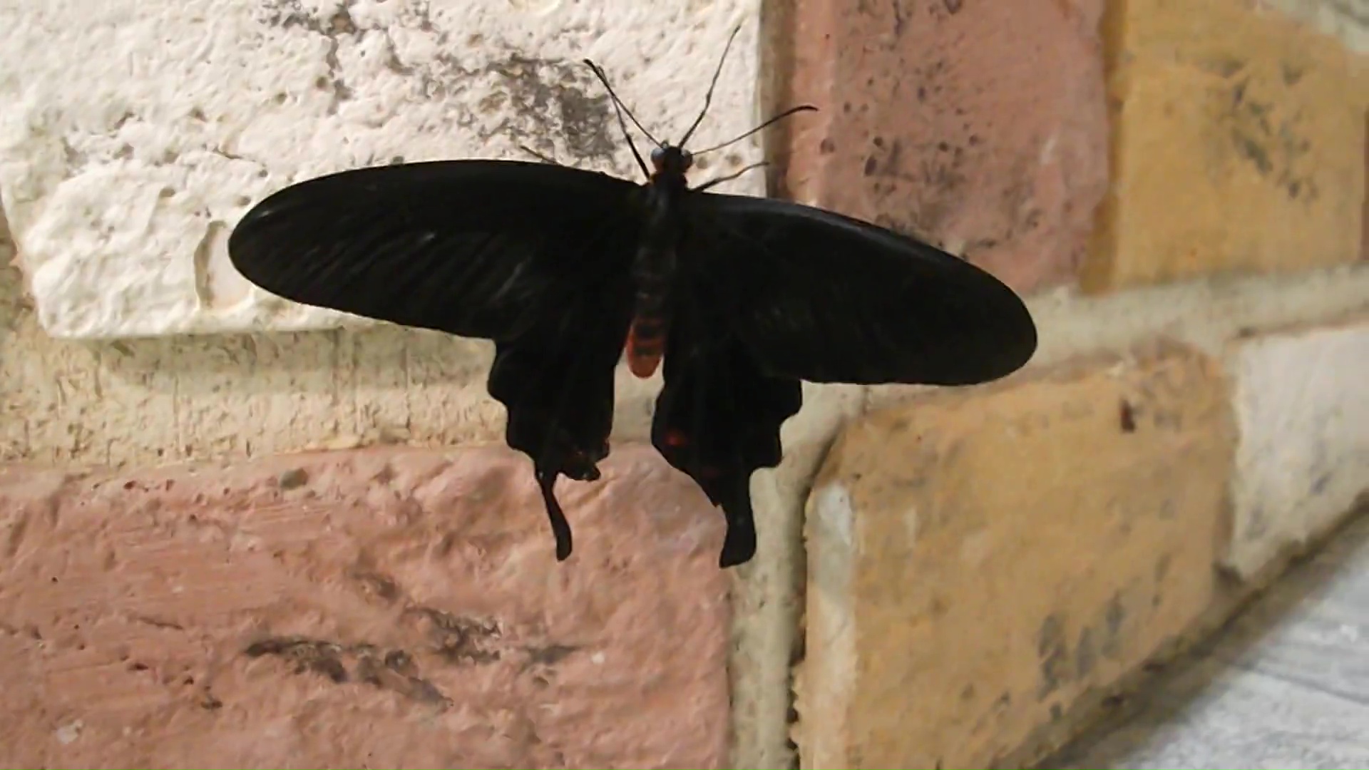 Выборг. Экзотические птицы и бабочки. смотреть онлайн