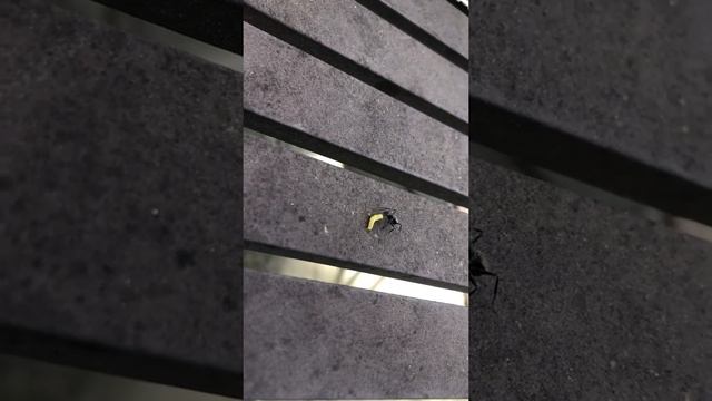 Естественный отбор в природе смотреть онлайн