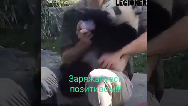 как хорошо когда рядом есть ЛЮБИМИЕ ЖИВОТНИЕ.... Котики, собачки смотреть онлайн