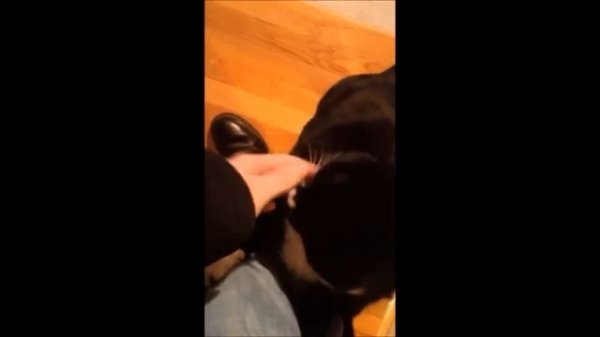 Sad Cats meet their owners after long time!