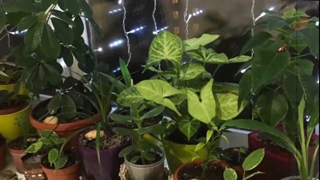 Зачем растениям нужен свежий воздух? Выносим комнатные растения на улицу! смотреть онлайн