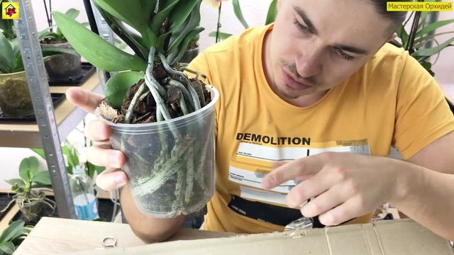 Такая орхидея ДОЛЖНА БЫТЬ у Каждого! ФАНТАСТИЧЕСКАЯ Орхидея ЛЕКО ФАНТАСТИК (Leco Fantastic). смотреть онлайн