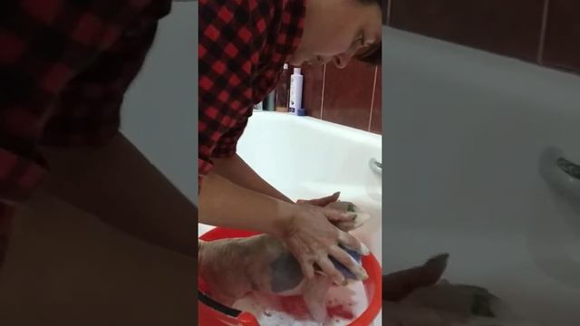 Купание Донского Сфинкса Алисы , часть 2 смотреть онлайн