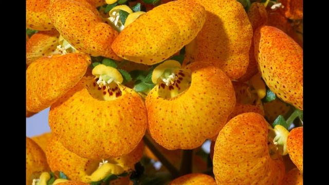 Комнатные цветы из семян/Красиво цветущие растения из семян для ДОМА смотреть онлайн