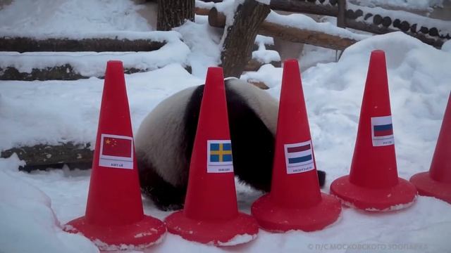 ПАНДЫ В МОСКОВСКОМ ЗООПАРКЕ ПРЕДСКАЗАЛИ ПОБЕДИТЕЛЕЙ ЗИМНИХ ОЛИМПИЙСКИХ ИГР смотреть онлайн