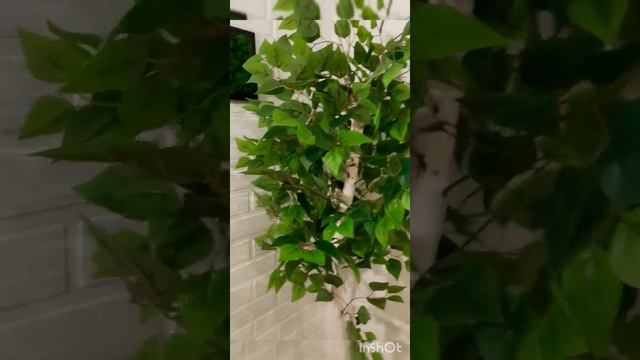 Декоративное дерево - берёза смотреть онлайн