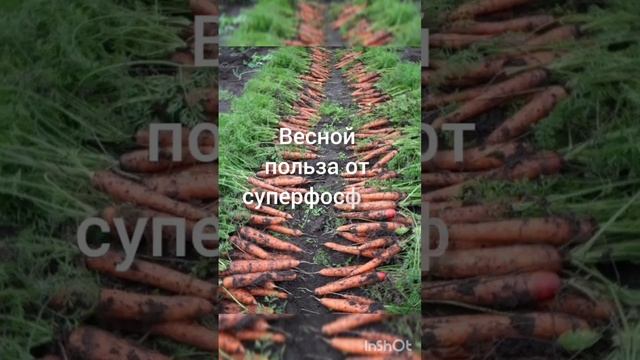 Суперфосфат. Когда вносить? #удобрения #суперфосфат #минеральные удобрения смотреть онлайн