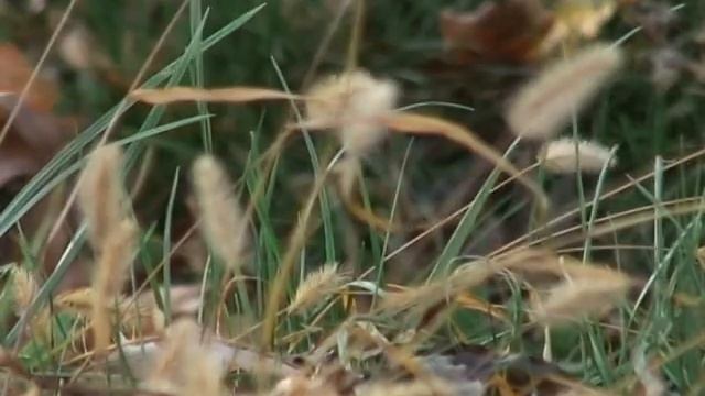 Осенний вечер смотреть онлайн