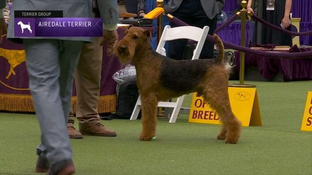 Airedale Terriers | Breed Judging 2023 смотреть онлайн