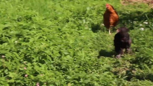 Как начать своё хозяйство. Постройка курятника и выведения курочек. смотреть онлайн