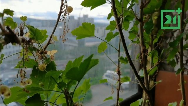 На балконе у мурманчанина кусты белой смородины покрылись ягодами смотреть онлайн