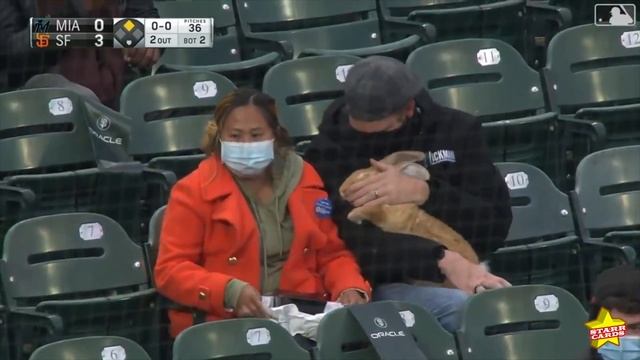 Ballpark Bunny: Giants fans smuggle giant rabbit into Oracle Park ? смотреть онлайн
