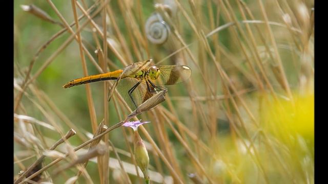 ИЗ ЖИЗНИ НАСЕКОМЫХ... (Фото Игоря Аликумова (Краснодар), музыка - Klifford White) смотреть онлайн