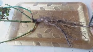 Подготовка розы к посадке. Как обработать розу перед посадкой