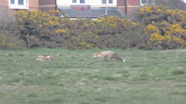 BARNACLE GEESE Documentary ? A day in their life - Branta leucopsis смотреть онлайн