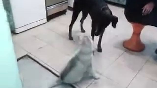 Хаски Арчи и доберман Лора смотреть онлайн