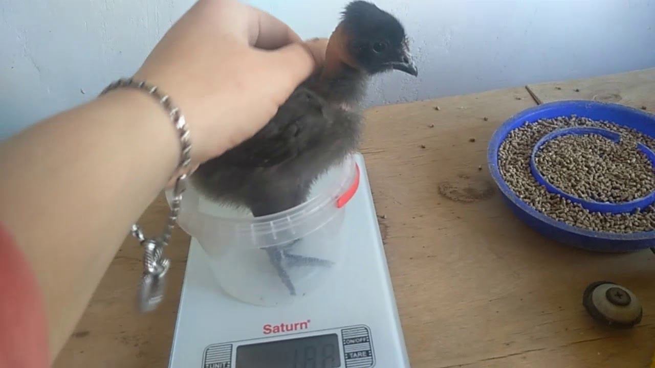 ПЕРЕСЕЛИЛИ ЦЫПЛЯТ ИЗ ГЕНОФОНДА В НОВЫЙ БРУДЕР смотреть онлайн