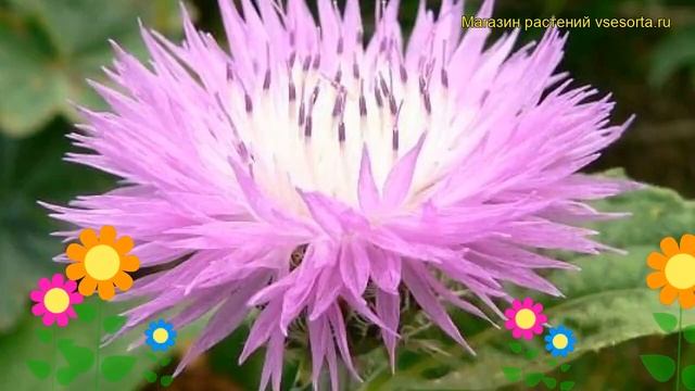 Василек скабиозолистный. Краткий обзор, описание характеристик centaurea scabiosifolia смотреть онлайн