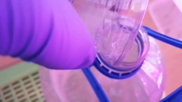 СЕКРЕТЫ зимнего укоренения хризантемы! смотреть онлайн