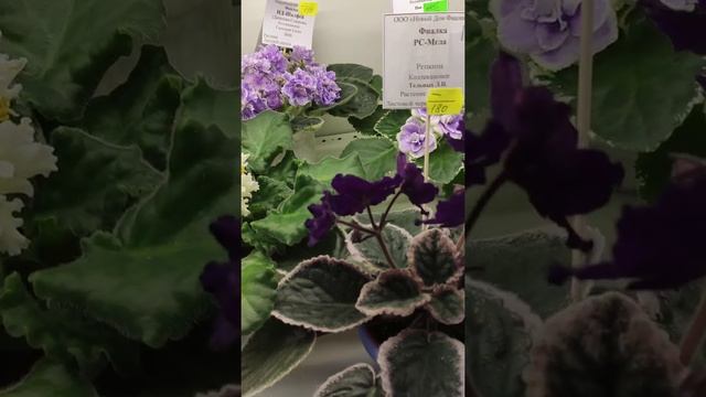 Обзор выставки Зима улыбается в Доме Фиалки г. Москва ( до 7 февраля 2022г.) смотреть онлайн