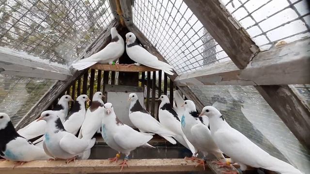 Пермские гривуны.Молодые 2023 смотреть онлайн