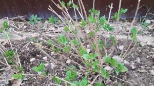 Как размножить древовидную гортензию.