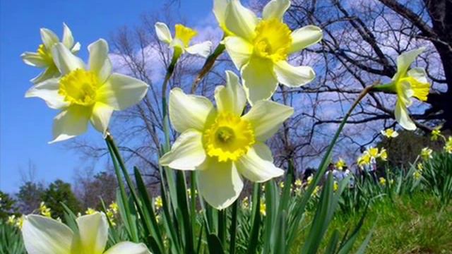 Daffodils смотреть онлайн