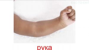 части тела для детей