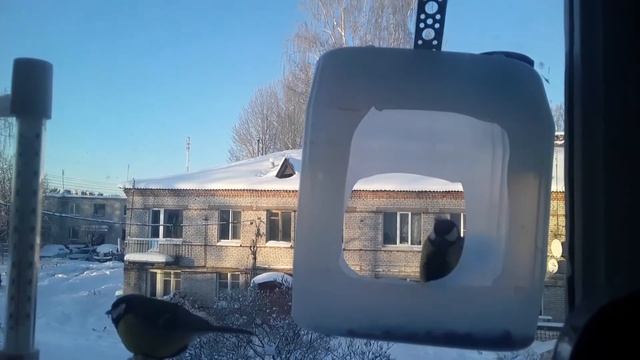 Синички зимой. Чем кормить. смотреть онлайн