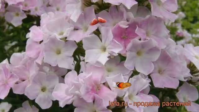 Флокс метельчатый Кул Вотер (phlox paniculata) ? обзор: как сажать, рассада флокса Кул Вотер смотреть онлайн