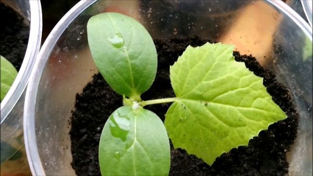 ПОДКОРМКА РАССАДЫ ОГУРЦОВ БАЛКОННОЕ ЧУДО смотреть онлайн