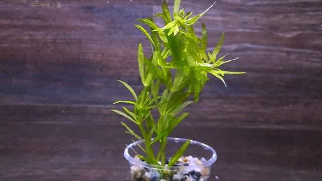 ЛИМНОФИЛА АРОМАТИКОДЕС ( LIMNOPHILA AROMATICODES ) смотреть онлайн
