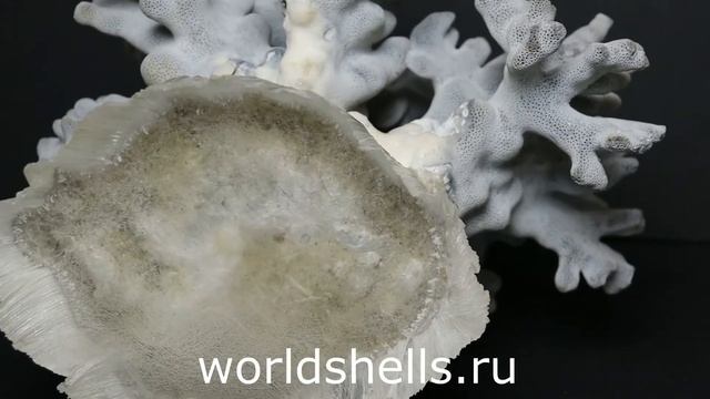 Голубой коралл смотреть онлайн