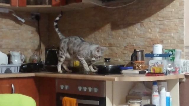 Коту не нравится запах человеческой еды :) смотреть онлайн
