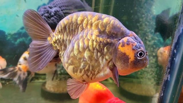 batik dragon scale goldfish смотреть онлайн
