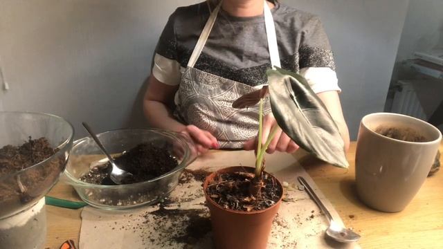 Алоказия | Пересадка и уход за тропическим растением смотреть онлайн