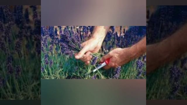 Тема заняття ,,ПРАВИЛА ЗБОРУ ЛІКАРСЬКИХ РОСЛИН,, смотреть онлайн