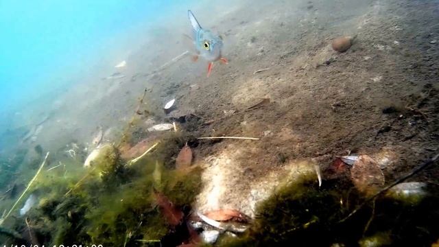 Подводная видеосъемка окуней - Окунь смотрит в объектив смотреть онлайн