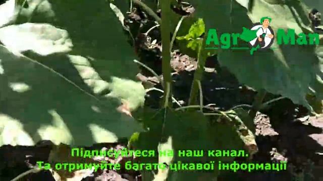 Соняшник Аргентик - Євраліс Семенс