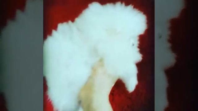 Белый померанец. Pomeranian female смотреть онлайн