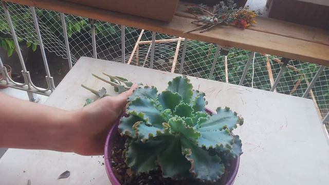 Echeveria Curly Looks /Çiçek Saplarını Atmayın! /#ısparta #echeveriacurlylooks смотреть онлайн