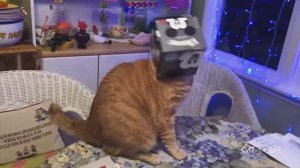 Супер МИЛЫЕ И СМЕШНЫЕ видео С КОШКАМИ 2019 - Не могу перестать смеяться