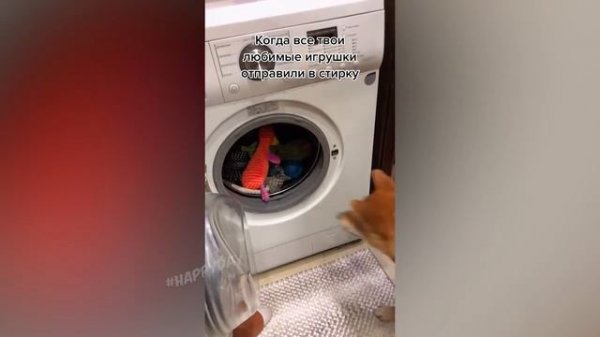 СМЕШНЫЕ КОШКИ 2022 И ДРУГИЕ ЖИВОТНЫЕ_ 10 МИНУТ СМЕХА_СМЕШНЫЕ ЖИВОТНЫЕ 2022_ЛУЧШИЕ ПРИКОЛЫ С КОТАМИ