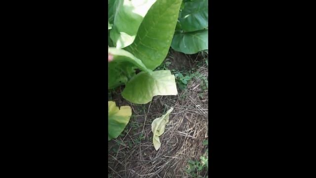 Отбор кустов из семян от Гавриша смотреть онлайн